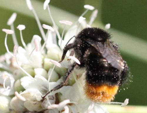 Bombus sp.